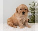 Small #3 Golden Retriever