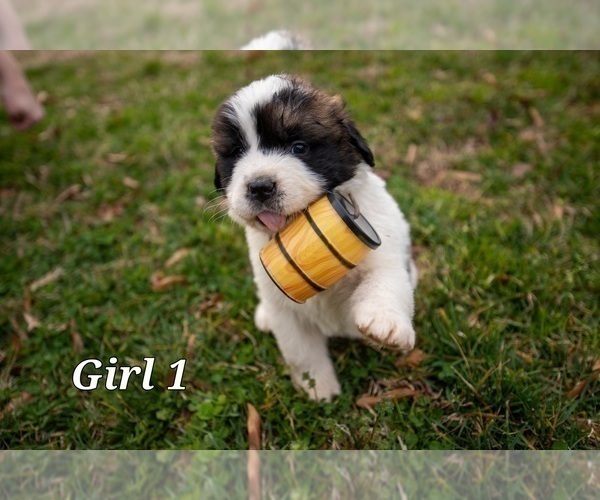Medium Photo #1 Saint Bernard Puppy For Sale in KANNAPOLIS, NC, USA