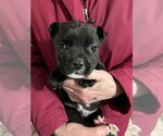 Small Photo #4 American Pit Bull Terrier Puppy For Sale in Redmond, WA, USA