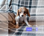 Small #5 Cavalier King Charles Spaniel