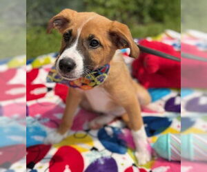 Mutt Dogs for adoption in Warrenton, VA, USA