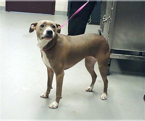 Mutt Dogs for adoption in Fayetteville, NC, USA