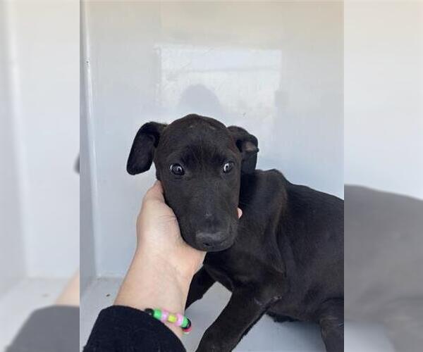 Medium Photo #1 Labrador Retriever-Unknown Mix Puppy For Sale in Houston, TX, USA