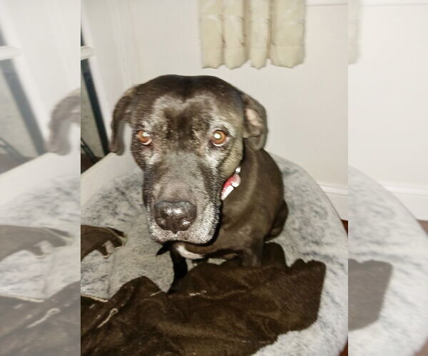 Medium Photo #1 American Staffordshire Terrier-Labrador Retriever Mix Puppy For Sale in Brewster, NY, USA