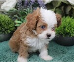 Small #1 Cavapoo (Miniature)