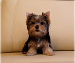 Small #2 Yorkshire Terrier