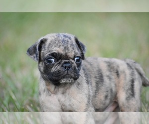 Pug Puppy for sale in PALM COAST, FL, USA