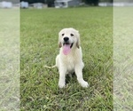Small #13 English Cream Golden Retriever