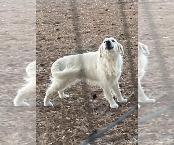 Medium Photo #7 English Cream Golden Retriever Puppy For Sale in BARNWELL, SC, USA