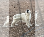 Small #6 English Cream Golden Retriever