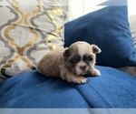 Small #13 Shih Tzu