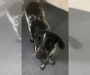 Lab-Pointer Dogs for adoption in Glen Allen, VA, USA