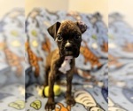 Small #5 Boxer