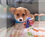 Small #4 Pembroke Welsh Corgi
