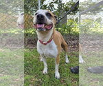 Small #4 Labrador Retriever-Staffordshire Bull Terrier Mix