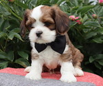 Puppy Denver Cava-Tzu