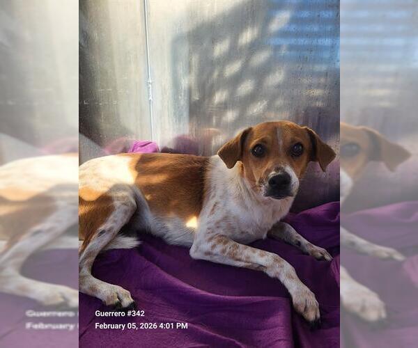 Medium Photo #1 Mutt Puppy For Sale in San Antonio, TX, USA