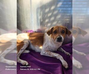 Mutt Dogs for adoption in San Antonio, TX, USA