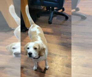 Beagle Dogs for adoption in Las Vegas, NV, USA