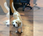 Small Beagle