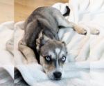 Small #21 Siberian Husky Mix