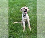Small #4 Labrador Retriever Mix