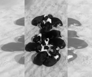 Border Collie Puppy for sale in WOLCOTT, IN, USA