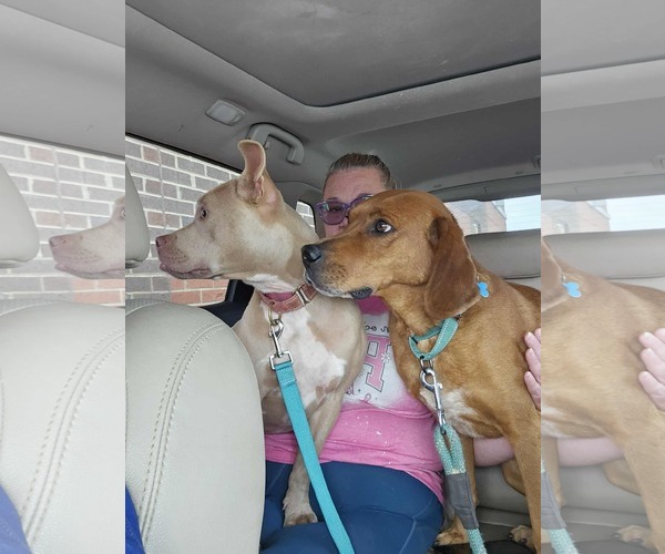 Medium Photo #25 Golden Retriever-Unknown Mix Puppy For Sale in Rustburg, VA, USA