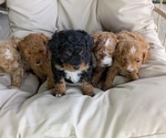 Small Photo #62 Cavapoo Puppy For Sale in GOSHEN, IN, USA