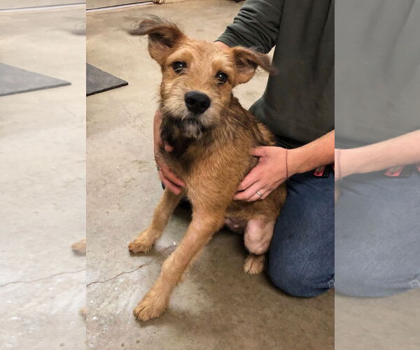 Medium Photo #5 Great Dane-Unknown Mix Puppy For Sale in Amarillo, TX, USA