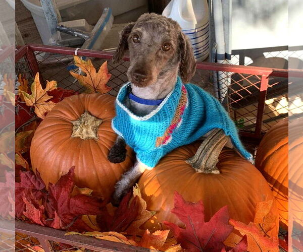 Medium Photo #2 Poodle (Miniature) Puppy For Sale in Boonton, NJ, USA