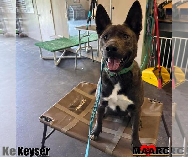 Medium Photo #9 Australian Kelpie-Unknown Mix Puppy For Sale in Maryville, TN, USA