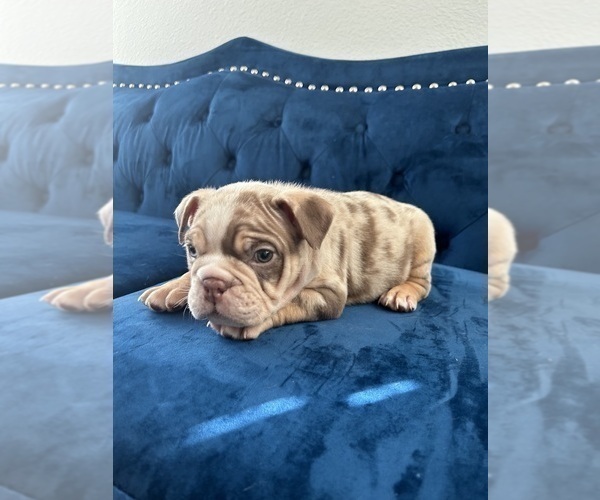 Medium Photo #9 English Bulldog Puppy For Sale in SEATTLE, WA, USA