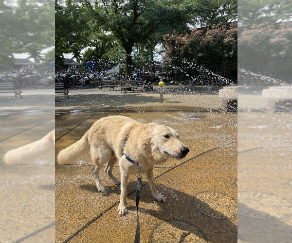 Medium Photo #4 Mutt Puppy For Sale in Brooklyn, NY, USA