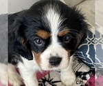 Small Photo #2 Cavalier King Charles Spaniel Puppy For Sale in LONG BEACH, CA, USA