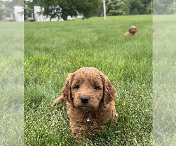 Medium Photo #23 Goldendoodle (Miniature) Puppy For Sale in FREDERICKSBG, OH, USA