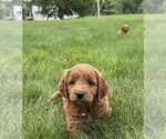 Small #22 Goldendoodle (Miniature)
