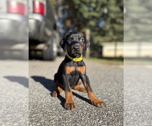 Doberman Pinscher Puppy for sale in NEWTON, NC, USA