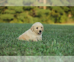 Puppy Rover Golden Retriever