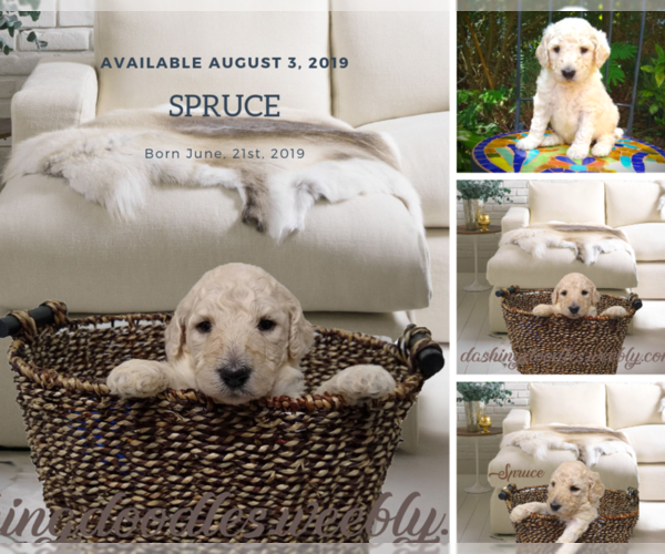Medium Photo #5 Goldendoodle Puppy For Sale in ZEBULON, NC, USA