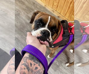 Gigi - Female Boxer Dog for Adoption - Photo #3