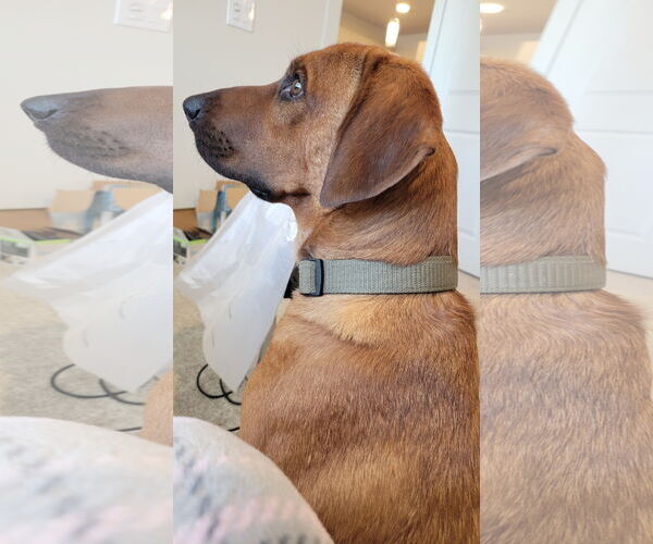 Medium Photo #2 Bloodhound-Red Heeler Mix Puppy For Sale in Chandler, AZ, USA