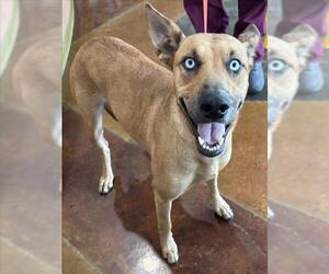 Carolina Dog-Siberian Husky Mix Dogs for adoption in Texas City, TX, USA