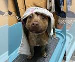 Small #2 Boxer Mix