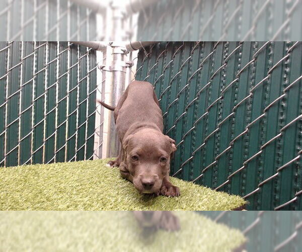 Medium Photo #1 Mutt Puppy For Sale in Downey, CA, USA