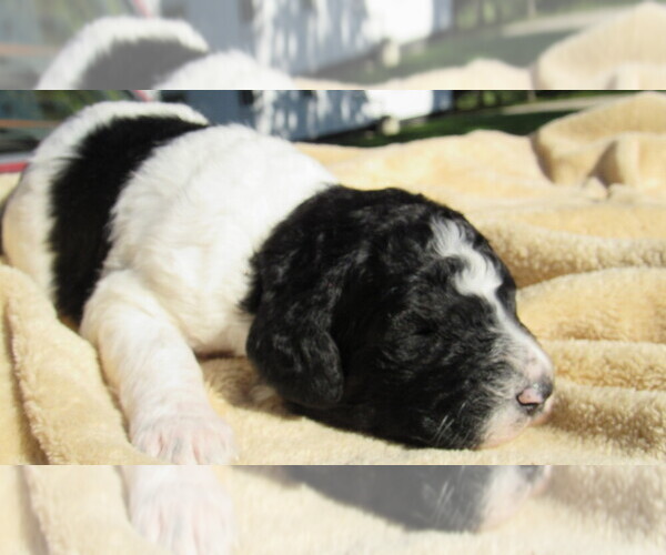 Medium Photo #2 Bernedoodle Puppy For Sale in BIG ROCK, IL, USA