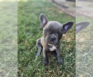 Faux Frenchbo Bulldog Puppy for Sale in EAGLE POINT, Oregon USA