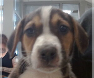 Mutt Dogs for adoption in Oklahoma City, OK, USA