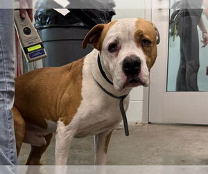 Boxer-Unknown Mix Dogs for adoption in Tavares, FL, USA