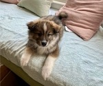 Small Photo #6 Pomsky Puppy For Sale in RALEIGH, NC, USA